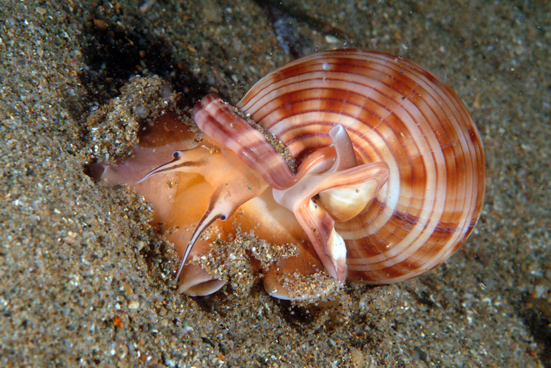 Phalium granulatum